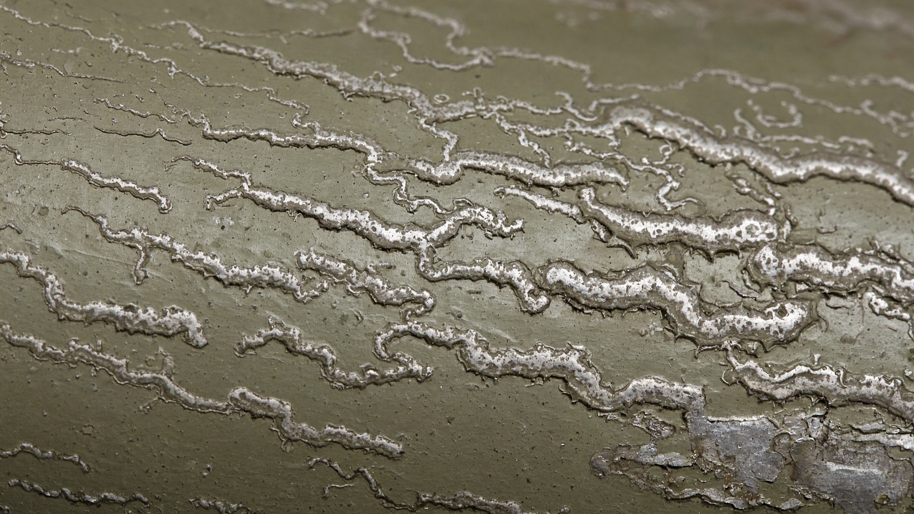 Macro photograph of filiform corrosion trails under aircraft paint